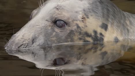 extreme portrait close up shot of adorable curious grey seal shyly with his eyes outside of the cold river peeping into the environment