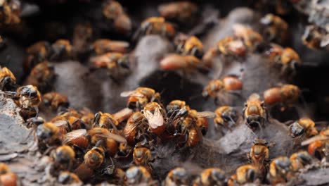 honey bees - brazilian amazon - up close in hive