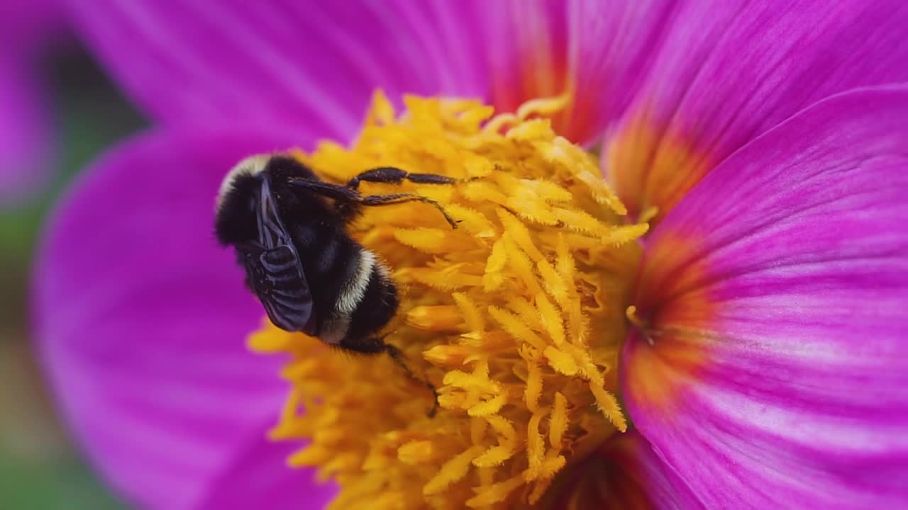 un abejorro negro y amarillo extrayendo néctar de las flores de dahlia en cámara lenta