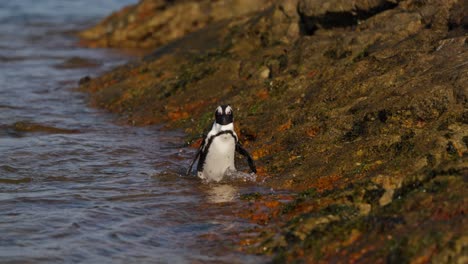 penguin walking on rocky shore, bettys bay, cape town, serene nature scene