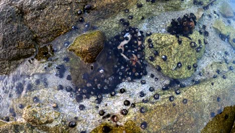 a colony of blueband hermit crabs eating away at a dead sea creature in a shallow tide pool ocean habitat