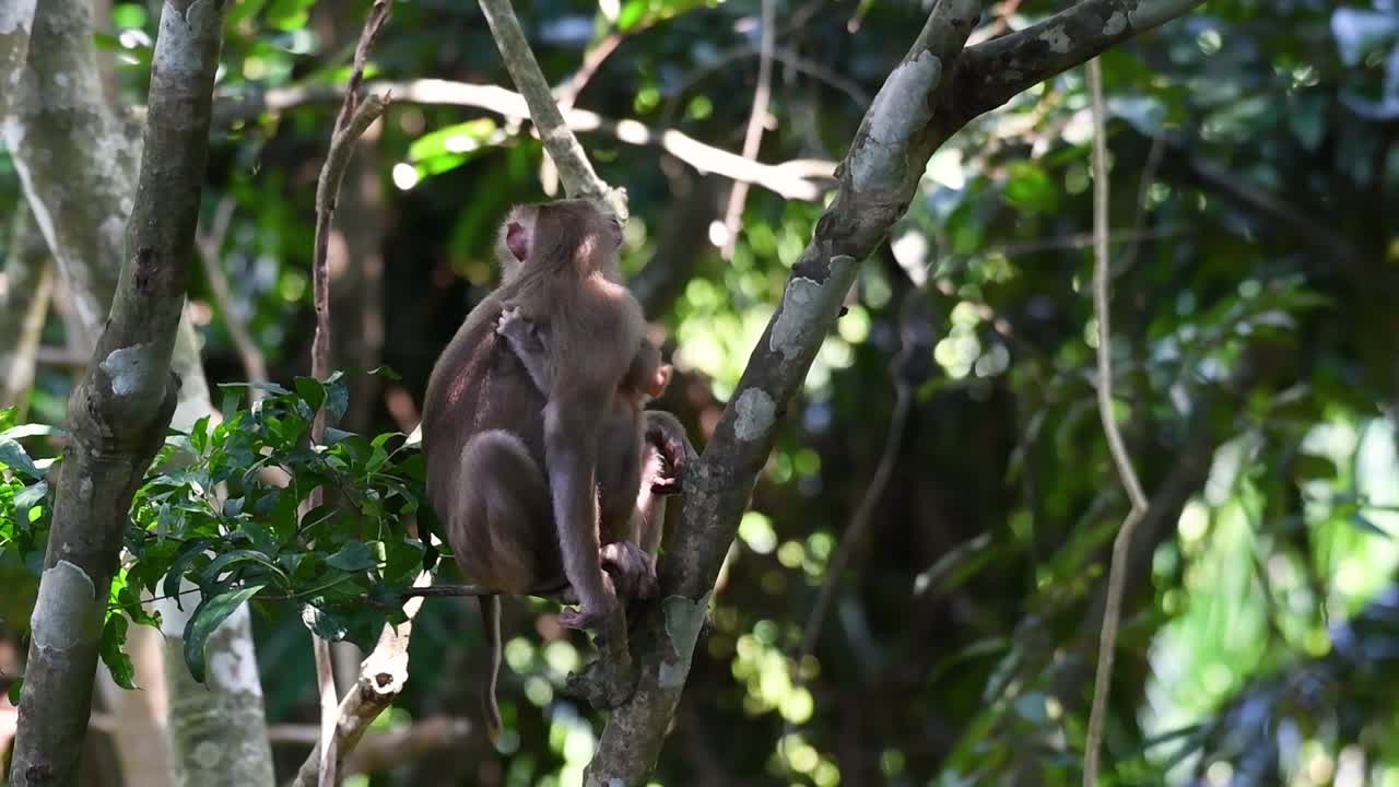 el macaco de cola de cerdo del norte es un primate que se encuentra comúnmente en el parque nacional de khao yai, aunque es una especie vulnerable