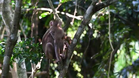 el macaco de cola de cerdo del norte es un primate que se encuentra comúnmente en el parque nacional de khao yai, aunque es una especie vulnerable