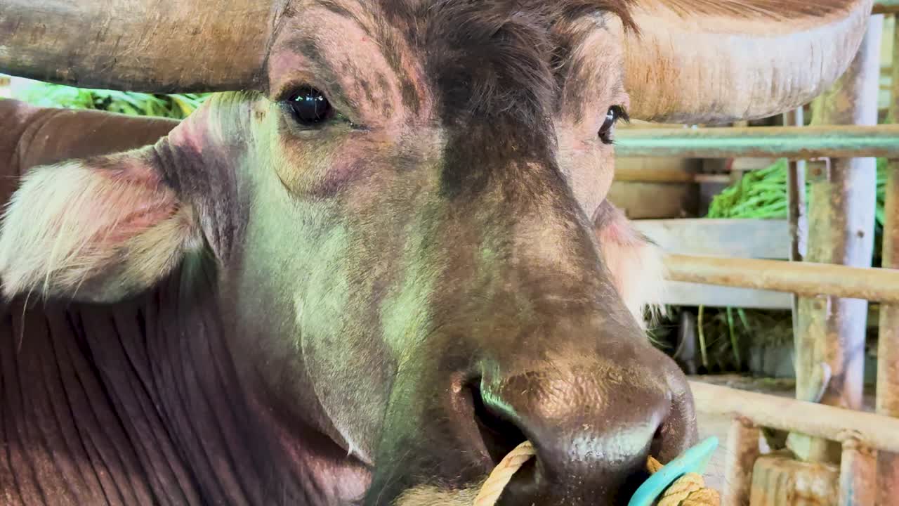 A water buffalo chews contentedly in a rustic farm setting in Phuket, Thailand, captured with natural lighting and close-up framing