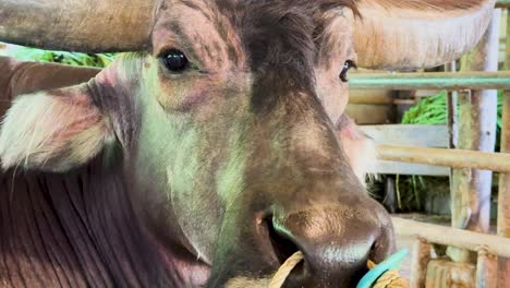 a water buffalo chews contentedly in a rustic farm setting in phuket, thailand, captured with natural lighting and close-up framing