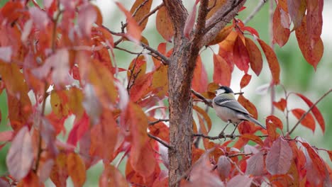 hungry little japanese tit or great tit pecking tree bark in autumn - close-up