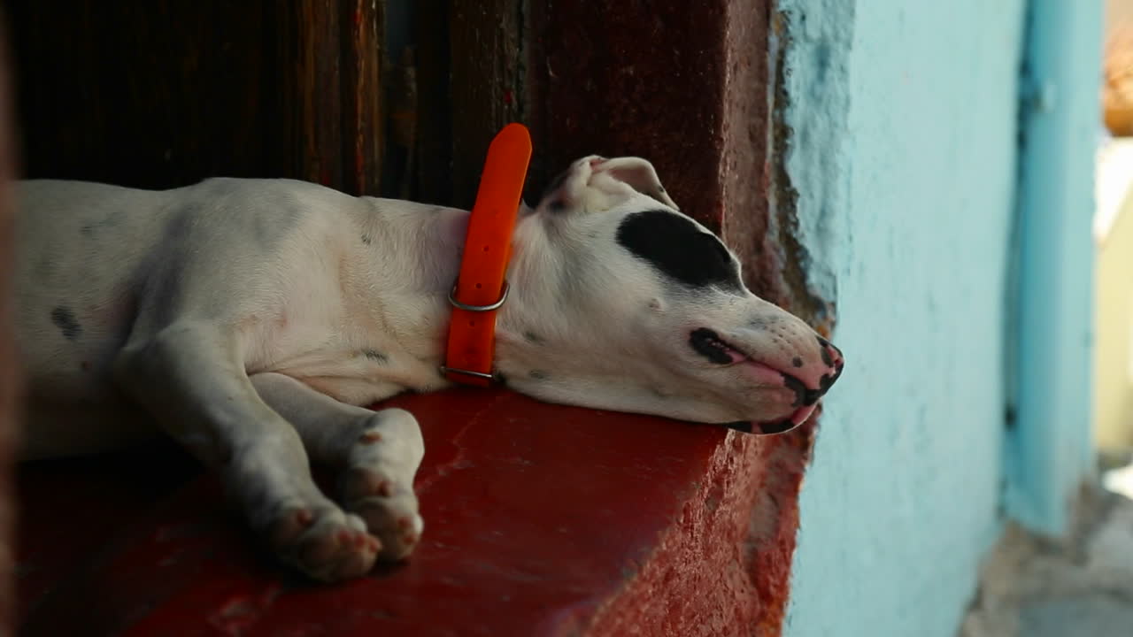 perro durmiendo en un callejón