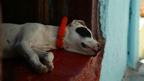 perro durmiendo en un callejón