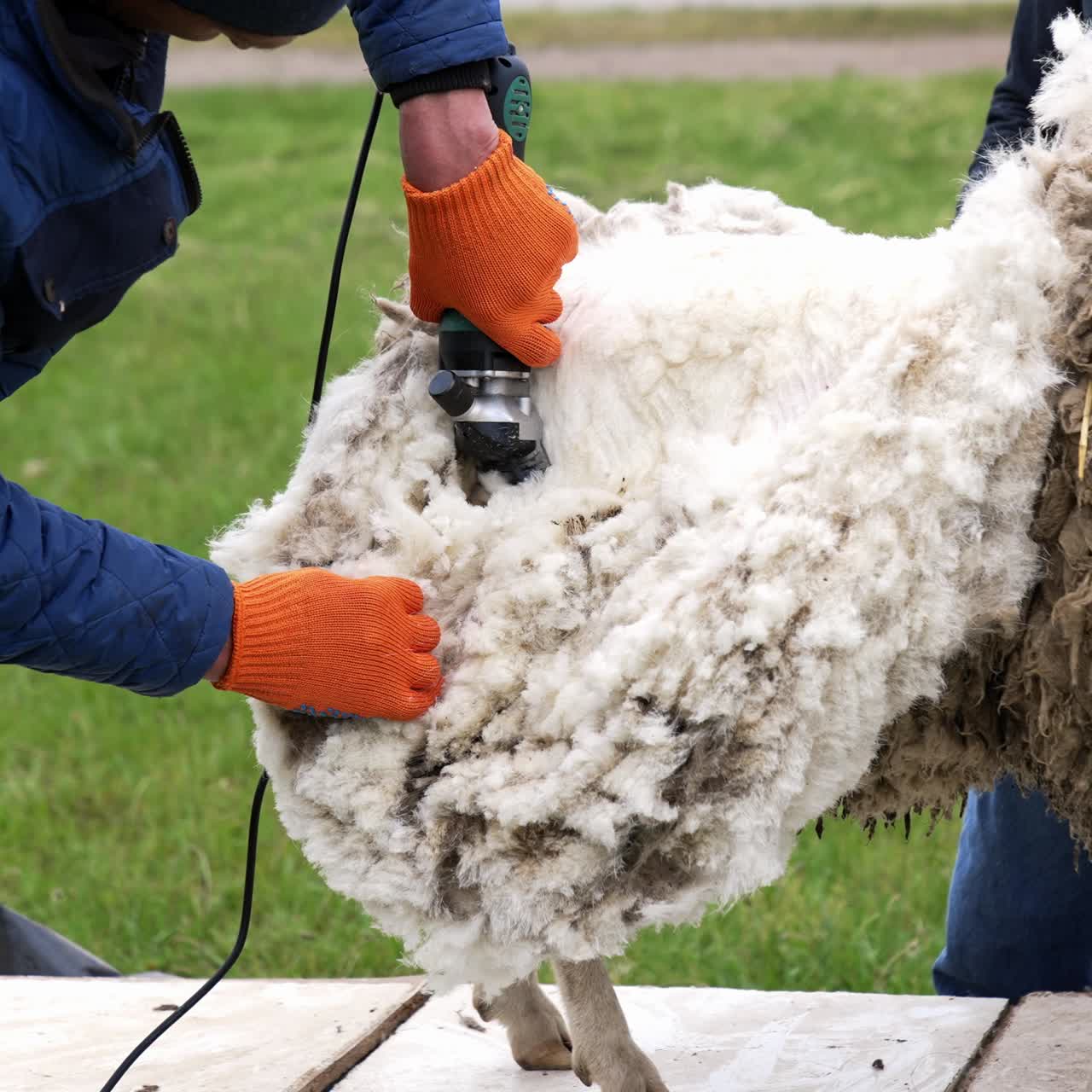 Shearing adult sheep for wool. Sheep shearing on farm for production of wool