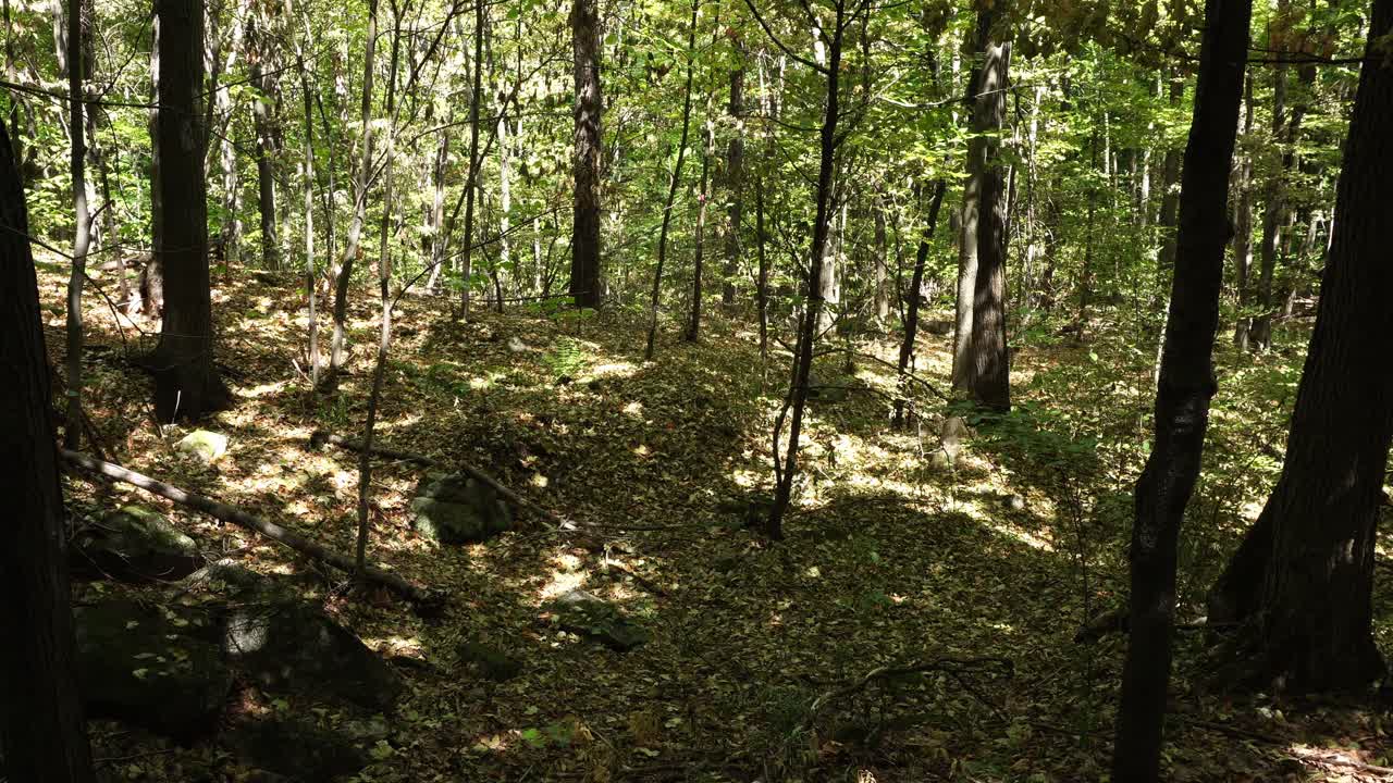La luminosità del sole abbaglia questa incantevole foresta durante il giorno, proiettando molte ombre giocose sul terreno insieme alle foglie cadute.