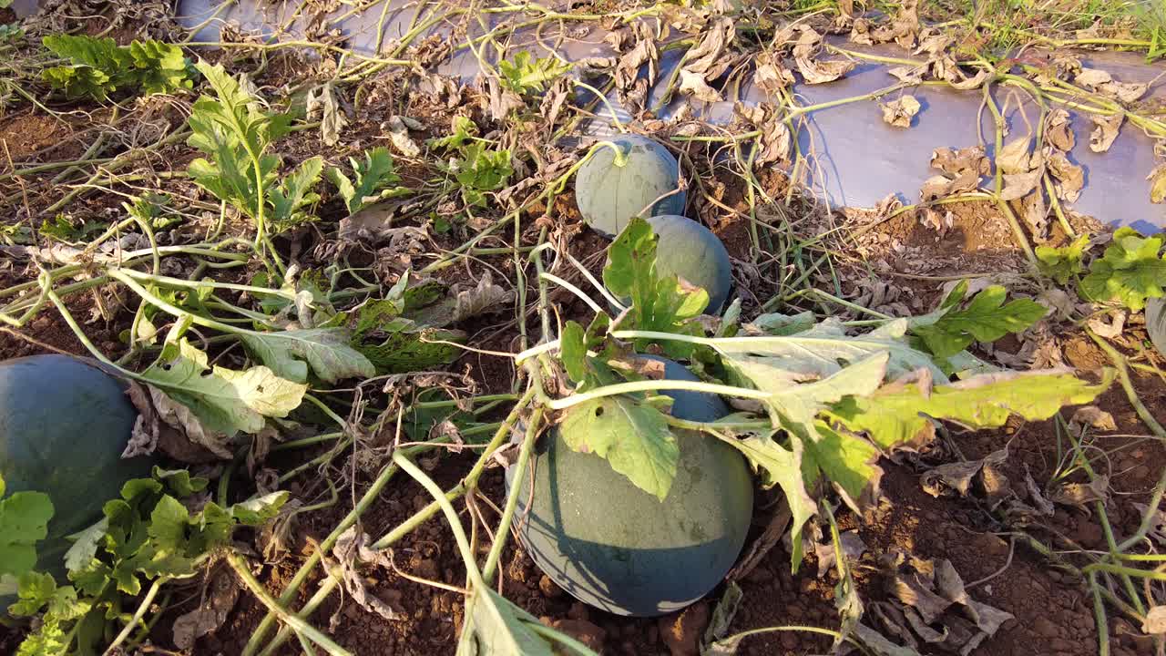 햇빛 아래 지상의 잎사귀 사이에서 정원이나 들판에서 자라는 수박 - 높은 앵글 샷