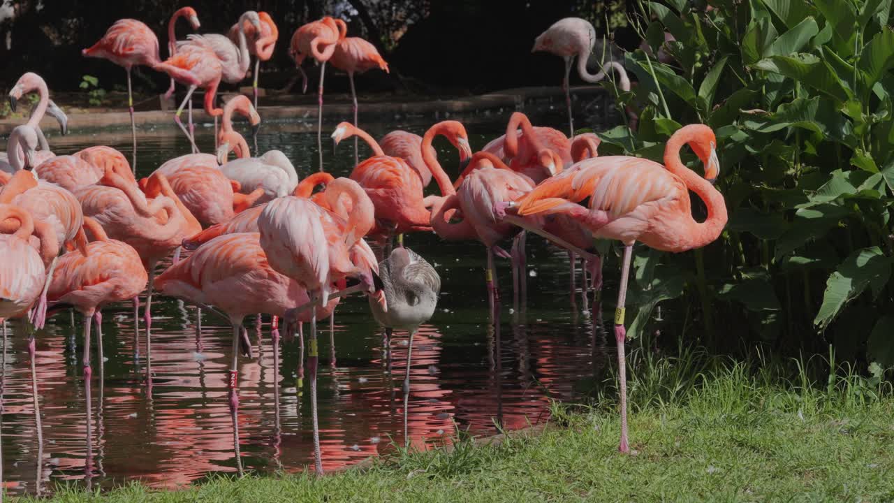 A mixed flock of American and Chilean flamingos wading in a pond