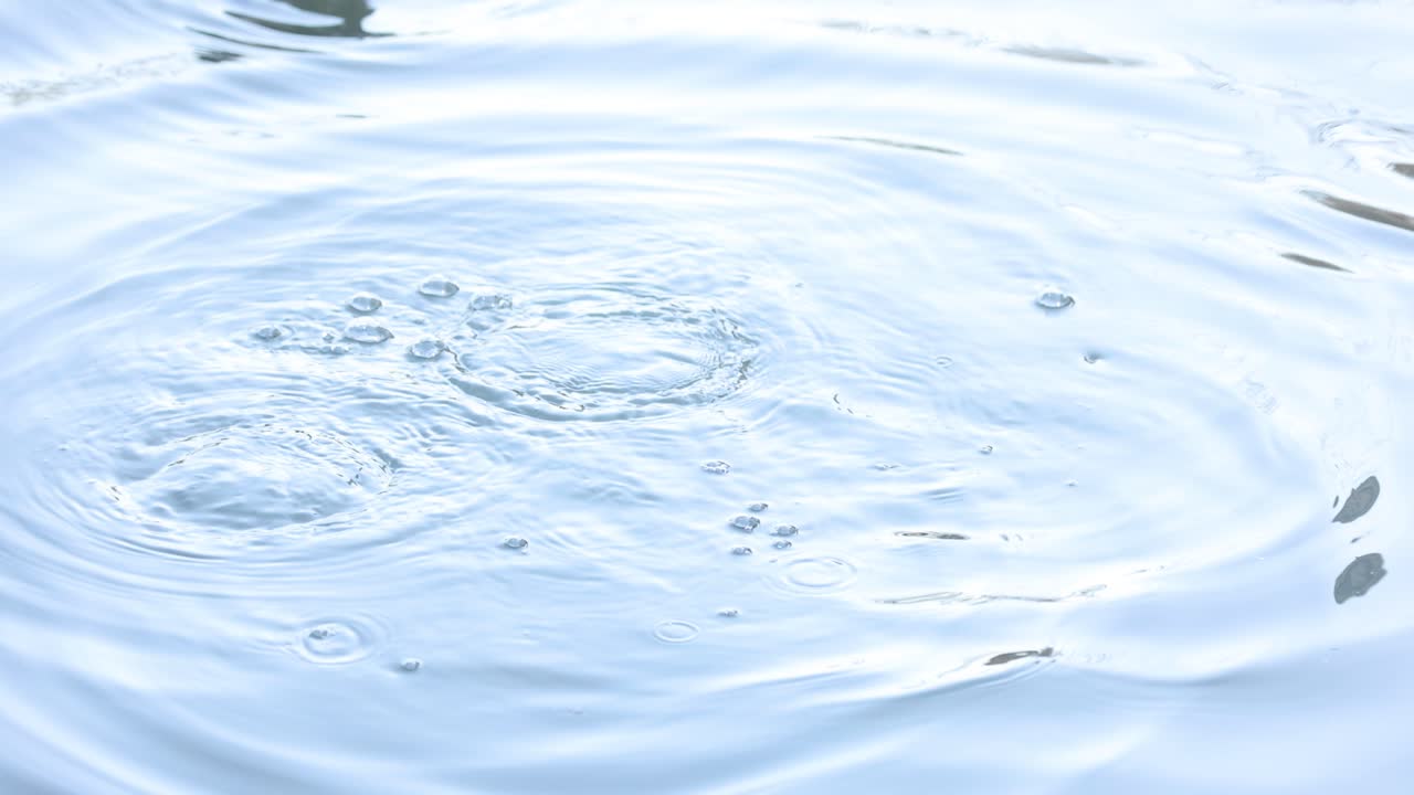 오리 는 물 에서 수영 하고, 다이빙 하고, 다시 수면 에 올라간다