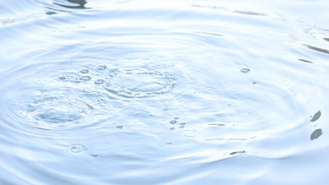 duck swims, dives, and resurfaces in water