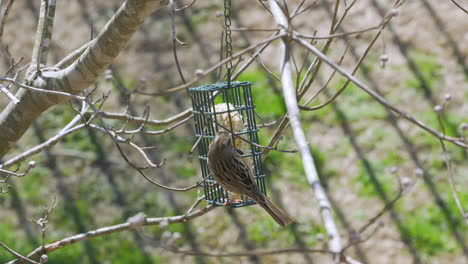 Singsperling-An-Einem-Futterhäuschen-Für-Talgvögel-Im-Spätwinter-In-South-Carolina