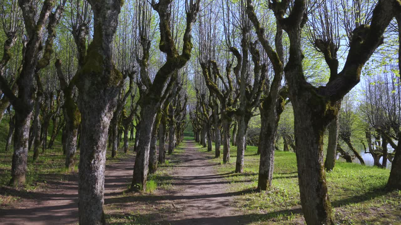 caminar por el parque de árboles caducifolios en primavera