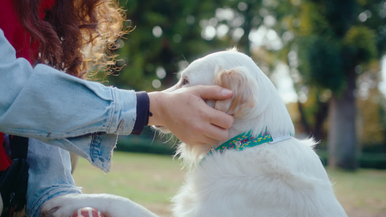 Loving Female Owner Treating Dog during Outdoor Training in the Park