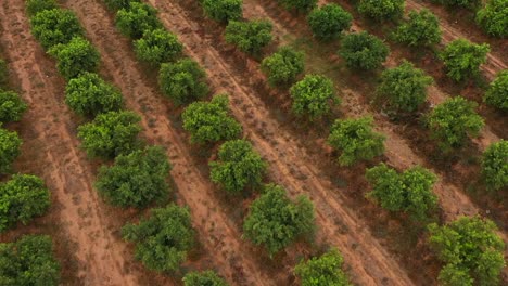 Immerse-yourself-in-the-enchanting-world-of-peasant-life-through-stunning-travel-drone-footage,-capturing-the-rustic-beauty-of-rural-landscapes