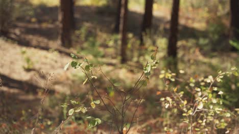 Summer-shadowed-tree-forest-floor