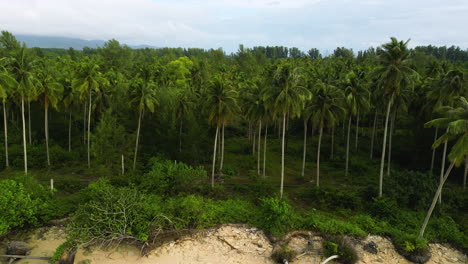 Aerial-trucking-shot-showing-dense-palm-tree-plantation-in-front-of-sandy-beach-in-Thailand