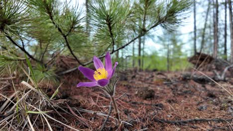 una vibrante flor púrpura se abre en medio de agujas de pino en un claro del bosque al amanecer, mostrando la belleza de la primavera