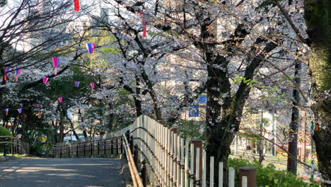 una atmósfera de hanami con flores de cerezo fucsia, lámparas de papel, calles y senderos con barandillas en el parque asukayama.