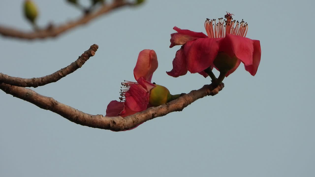 hermosa bombe ceiba árbol flores color rojo