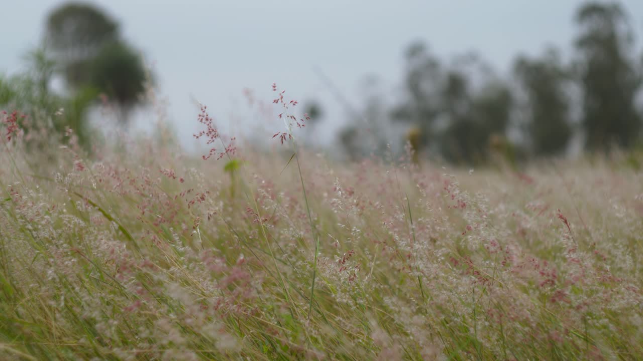 un primer plano de la brisa de invierno campo rústico prado de hierba
