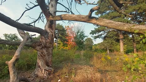 dying defoliated tree with autumn trees in the background, static