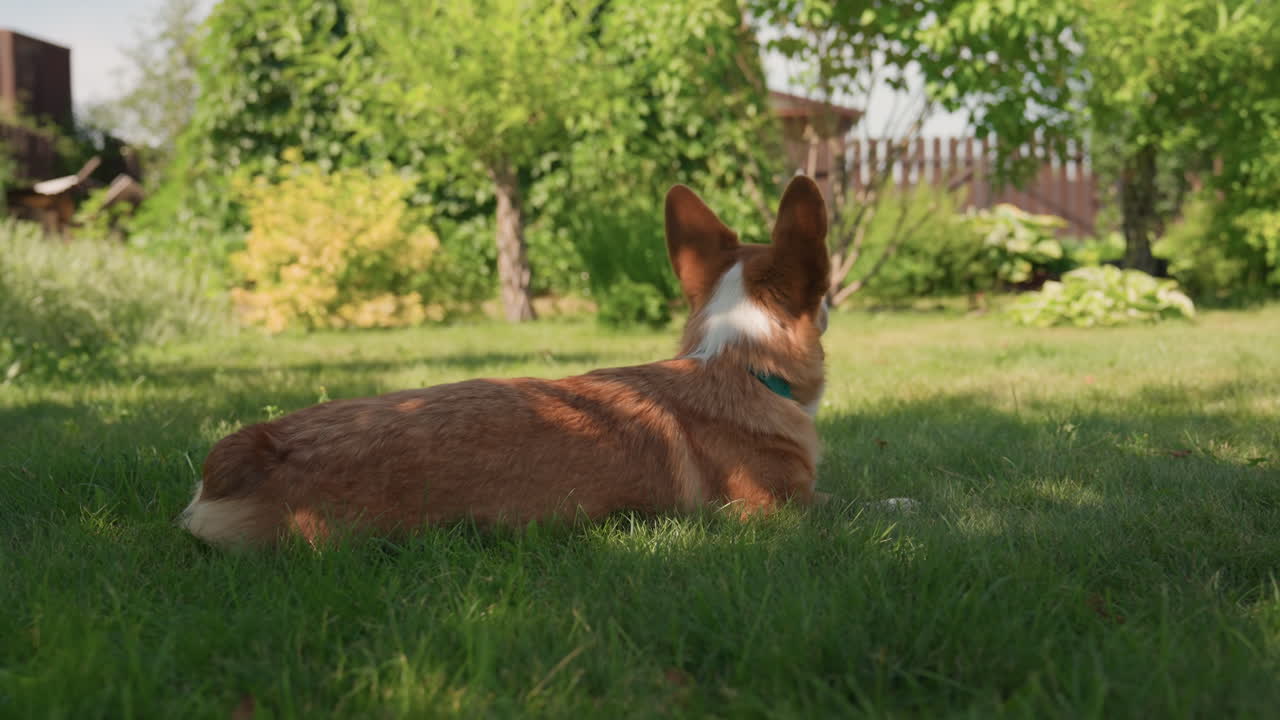 Serene Corgi Observes Peaceful Summer Garden, Relaxed Pet Lying Quietly In Lush Summer Outdoor Setting, Peaceful Garden Scene With Relaxed Dog And Alert Corgi In Vibrant Summer Greenery