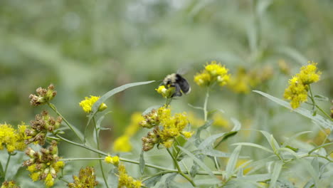 Slow-motion-close-up-bumblebee-buzzing-around-wildflowers-outdoors