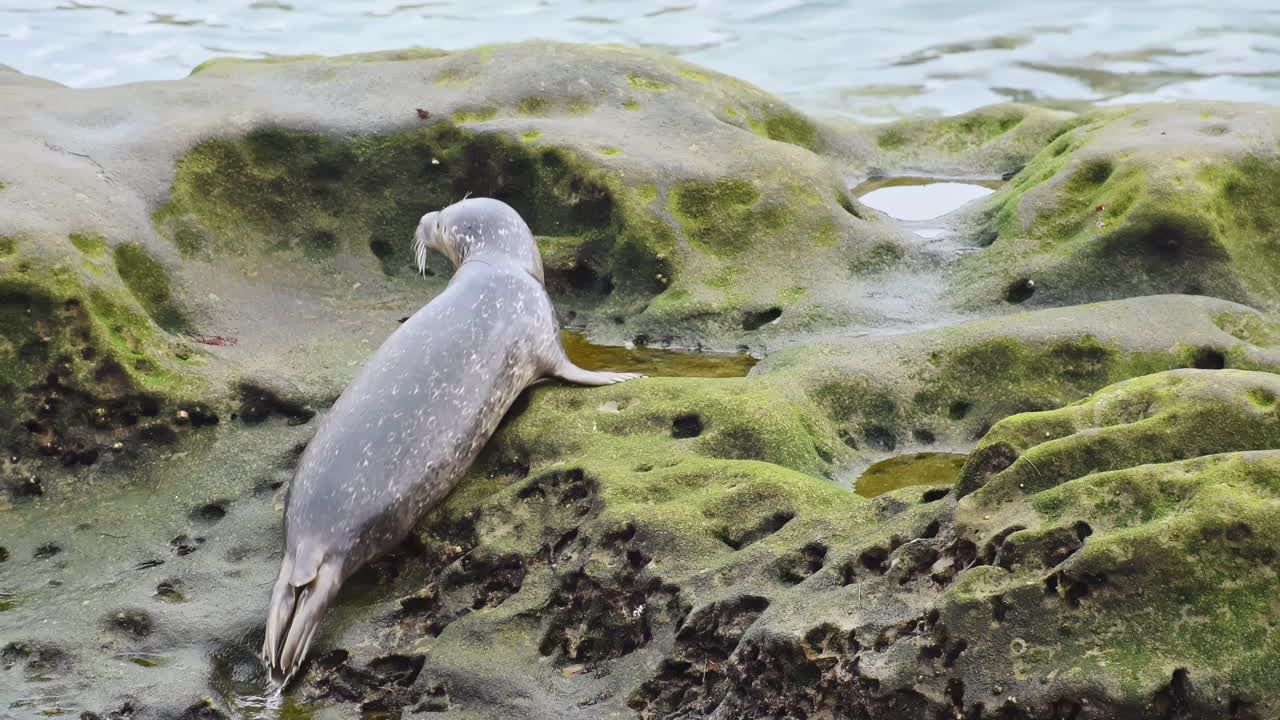 Baby seal rises on the wet rock with moss