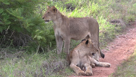 los leones jóvenes juntos esperando a los adultos, vocalizando y llamando de contacto