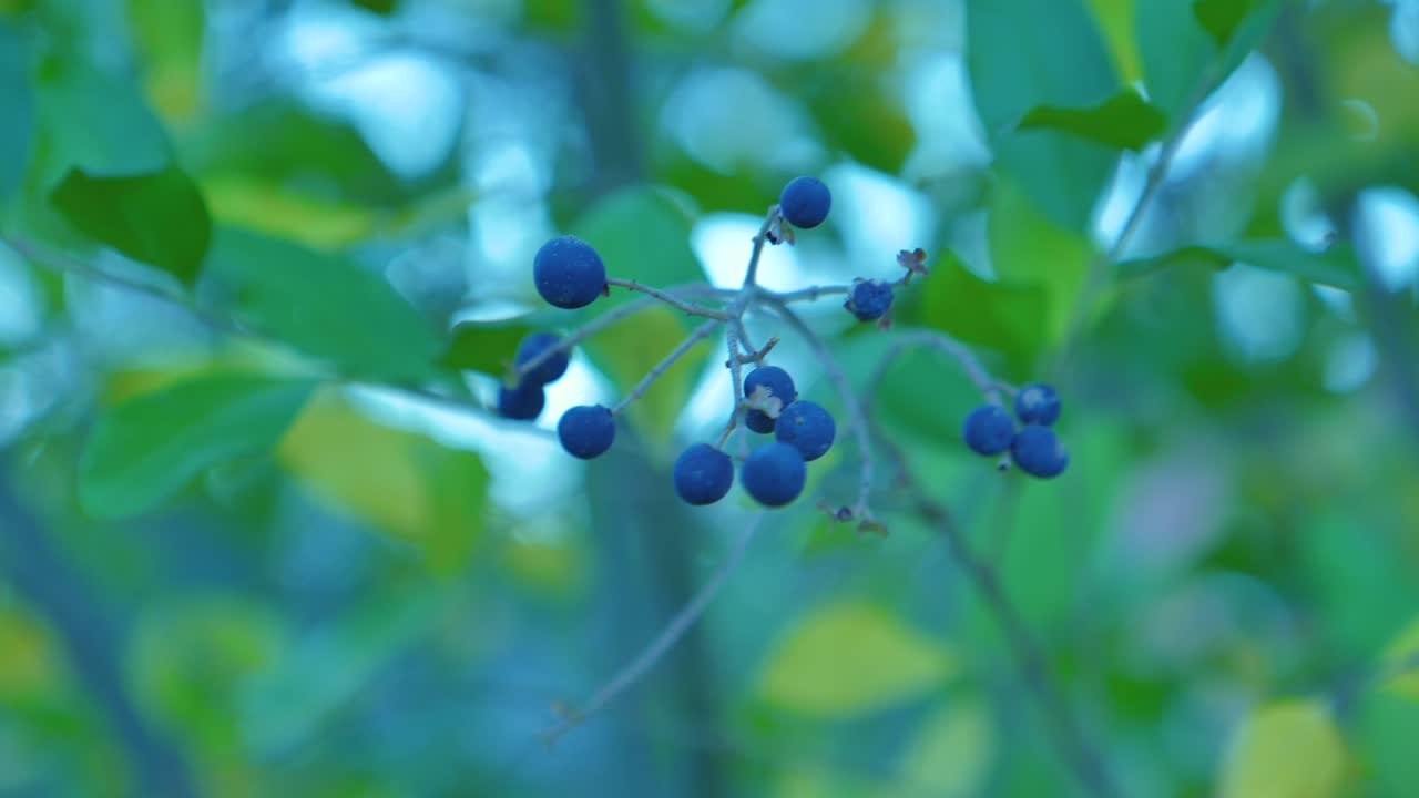 Dark berries on a plant branch