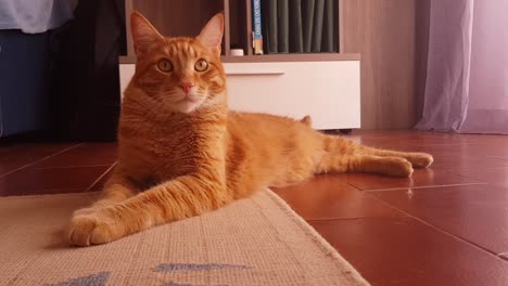 cute observant red tabby cat lying on the floor and following the object around the room with its eyes, then falling to the side