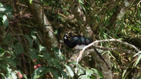 oosterse bonte neushoornvogel anthracoceros albirostris zat op een tak van de vruchtdragende boom en keek rond naar zijn rug in het nationale park van khao yai, thailand