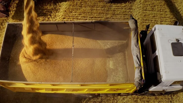 Wheat Harvest Loading Truck