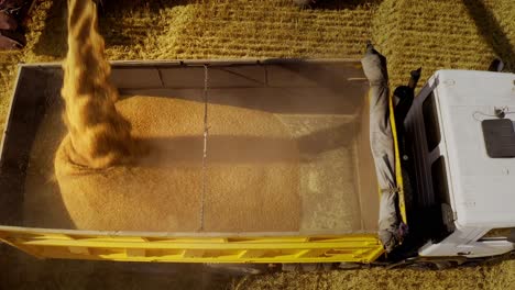 wheat harvest loading truck