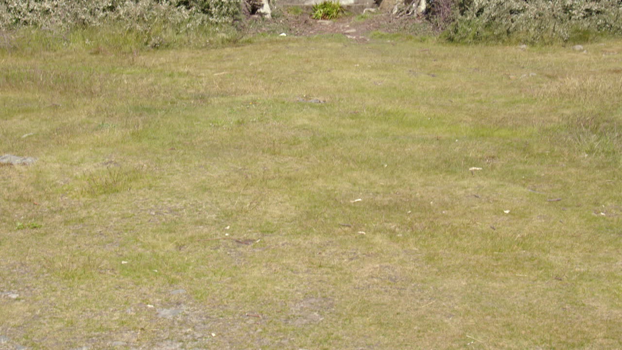 Tilting up shot of the Airlie tower on Tulloch Hill near near Kirriemuir