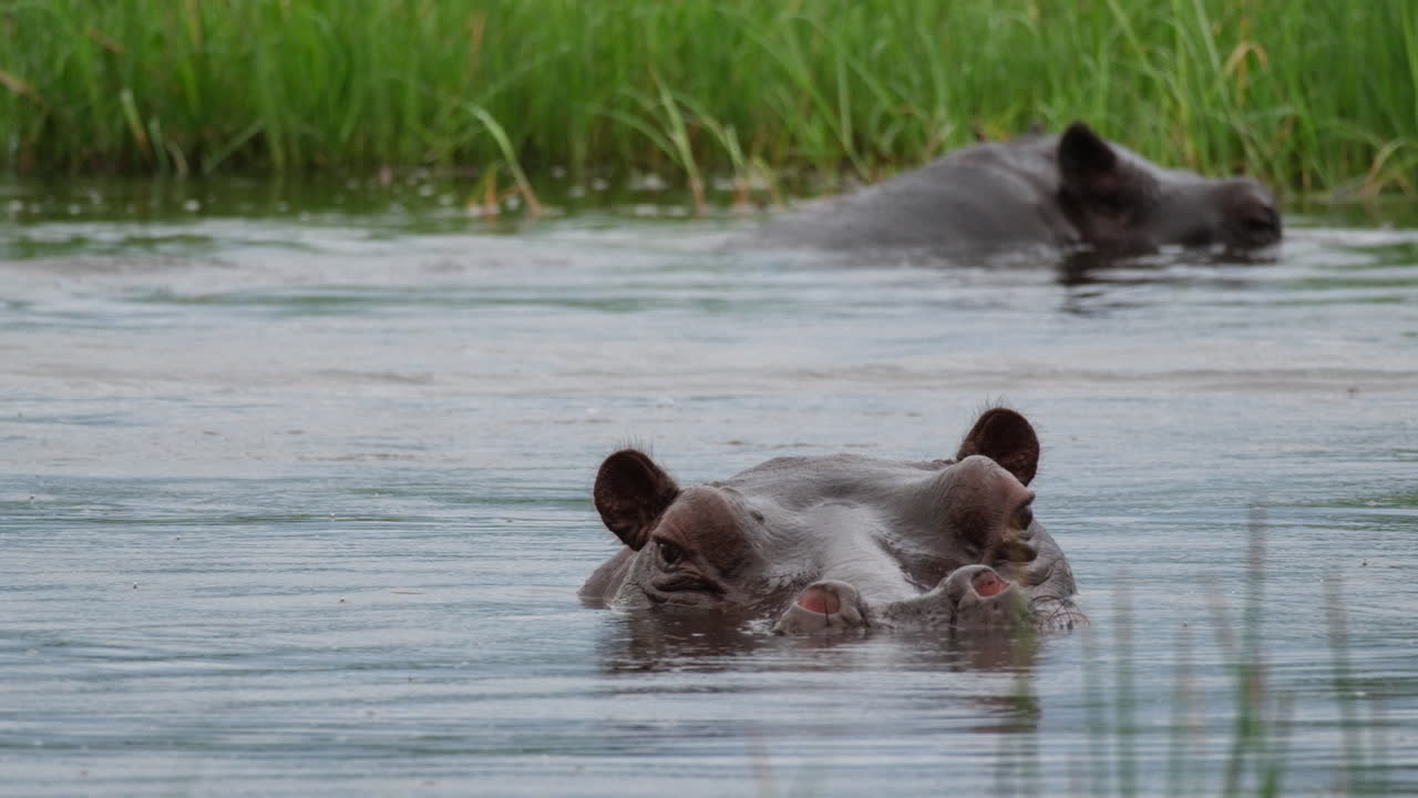 hipopótamos de cerca con la cabeza en el agua