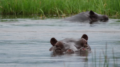 hippos close up head in water