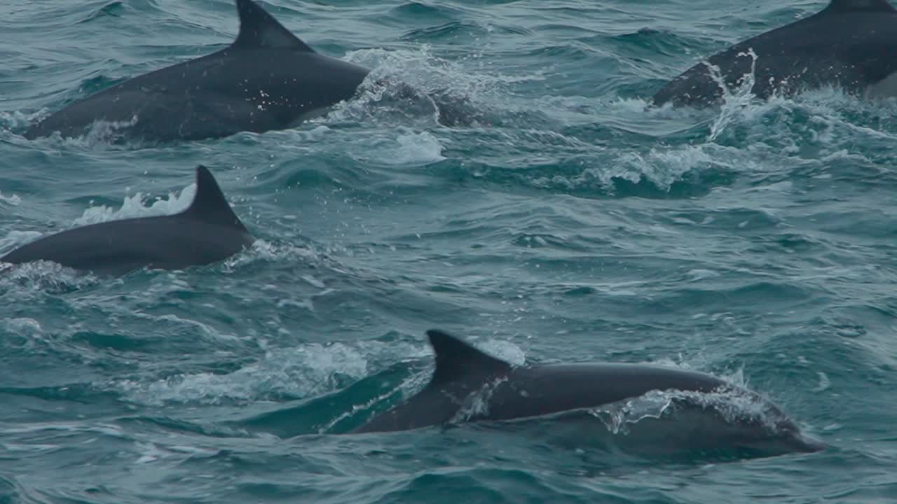 Dolphins swimming in slow motion in the ocean waters of Los Organos, Piura, Peru