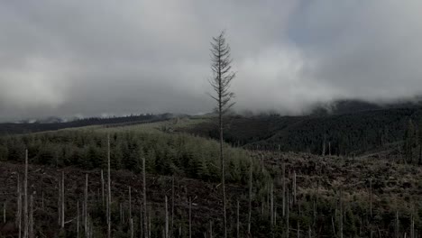 a lone evergreen stands in the middle of recently clear cut forest and replanted trees, aerial orbit
