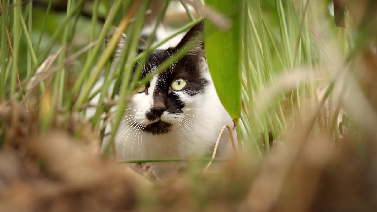 Un gatto randagio bicolore che si nasconde nell'erba alta