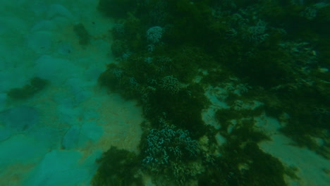 coastal scenery and underwater coral reefs
