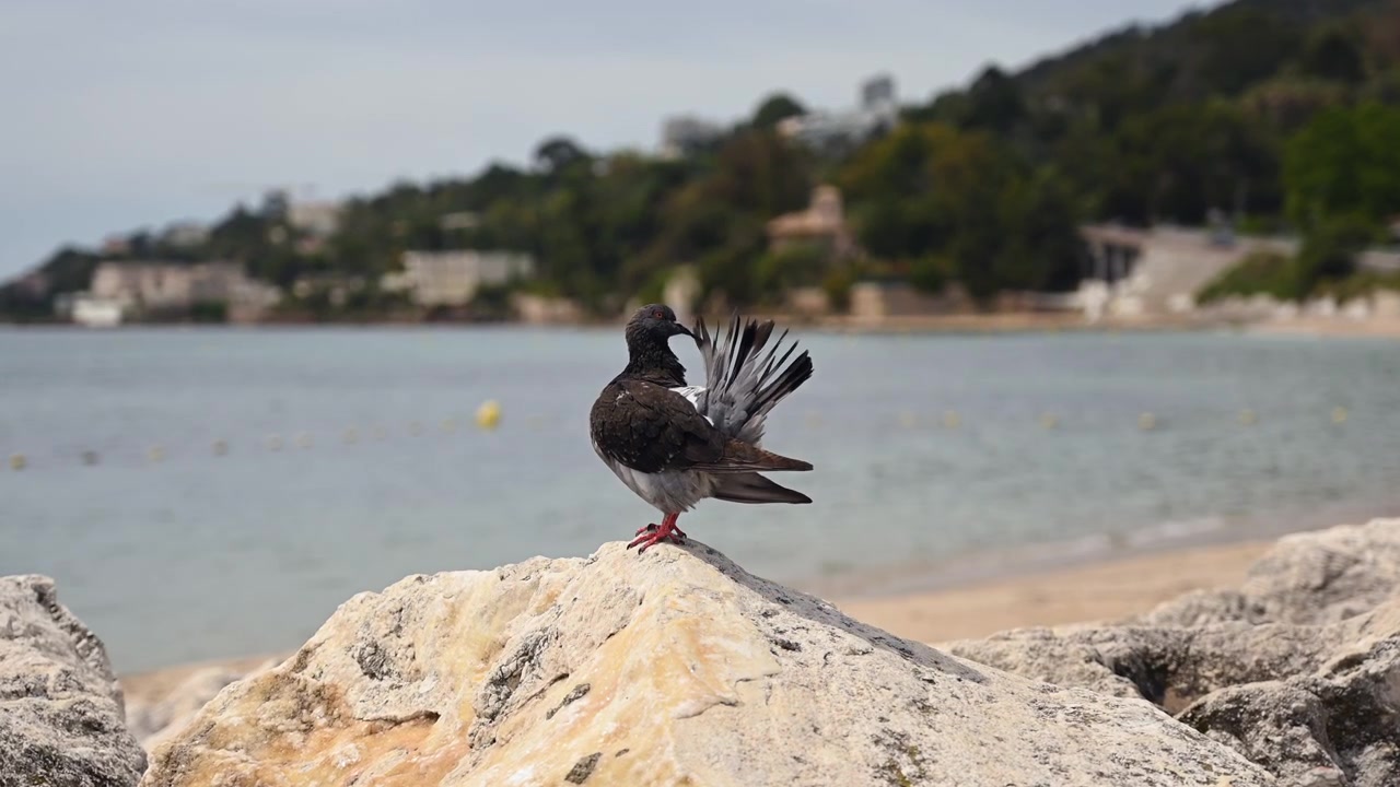Un piccione appollaiato su rocce marine illuminate dal sole lungo il litorale di una spiaggia calma