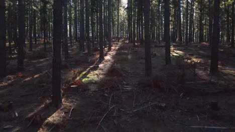 Un-Dron-Lento-Avanza-A-Través-De-Un-Bosque-De-Pinos-Con-Bengalas-Ligeras