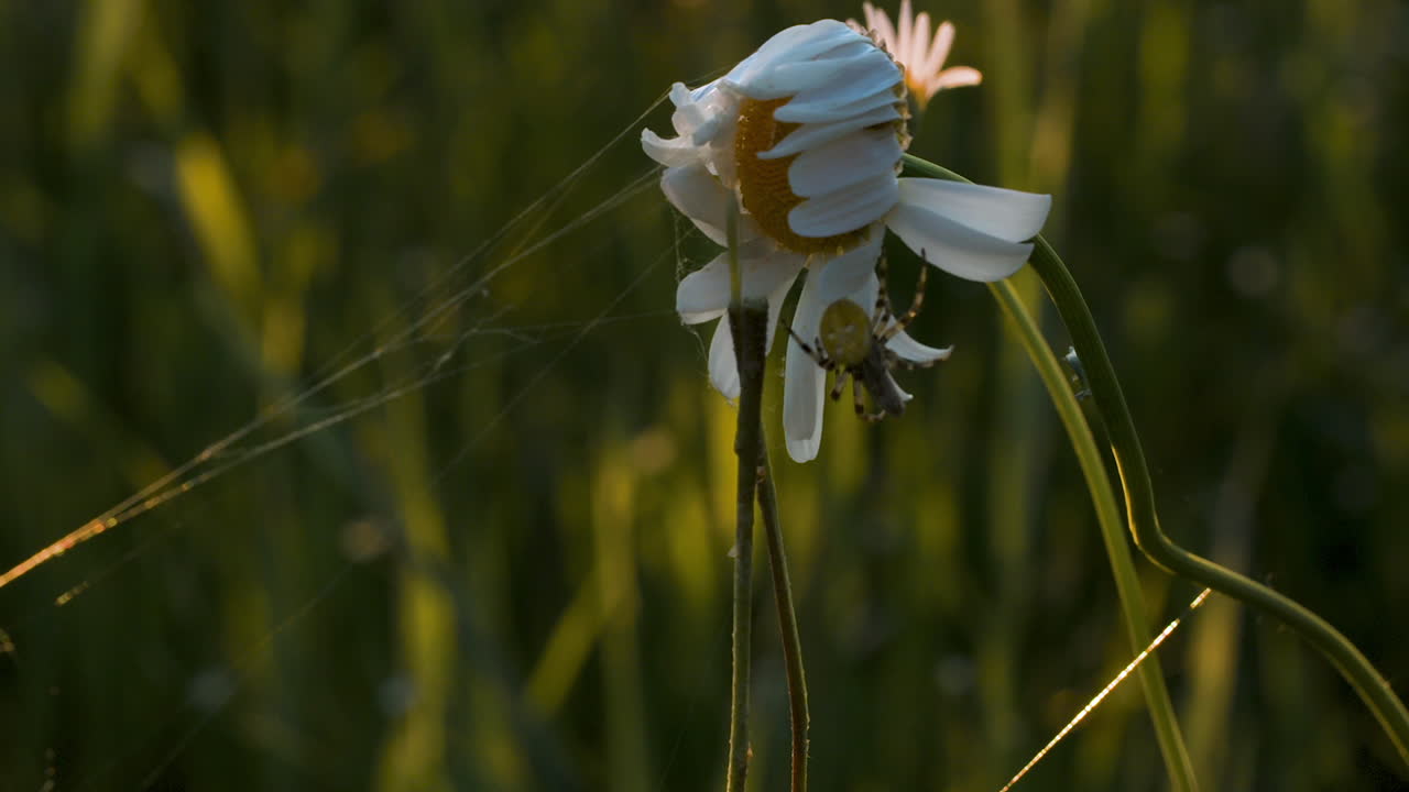 해가 지는 동안 에서 마른 데이지 위에 있는 거미