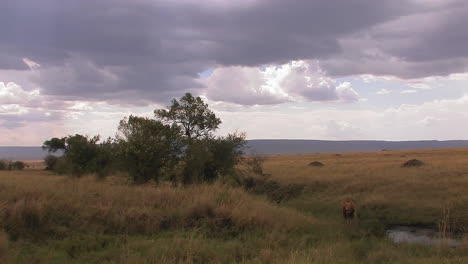 A-lion-sits-alert-in-tall-grass