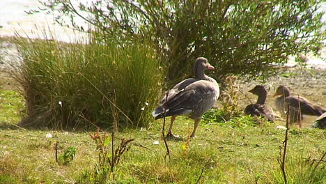 Greylag-Geese-on-the-bank-of-a-reservoir-in-Rutland-county,-England,UK